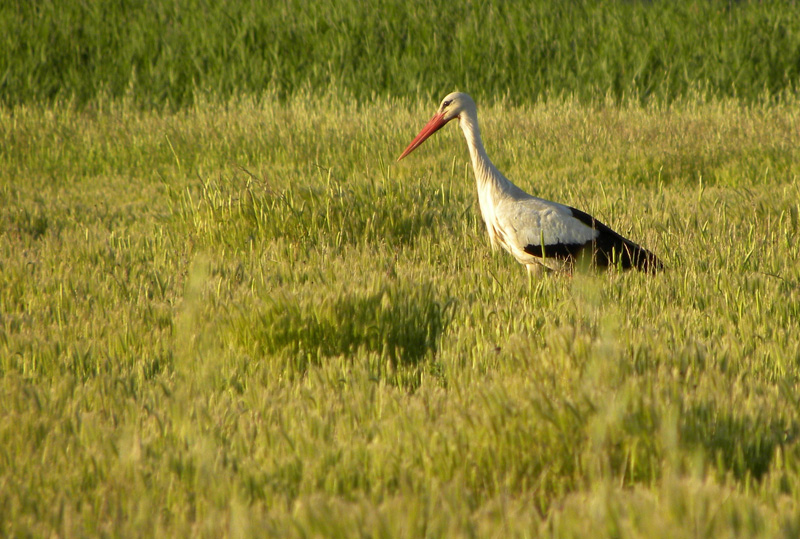 Cicogna bianca al tramonto ( quasi )